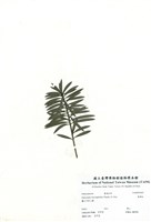 藏品(羅漢松)的圖片